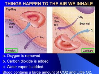 THINGS HAPPEN TO THE AIR WE INHALE
a. Oxygen is removed
b. Carbon dioxide is added
c. Water vapor is added.
Blood contains a large amount of CO2 and Little O2.
 