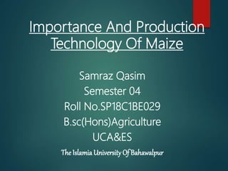 Importance And Production
Technology Of Maize
Samraz Qasim
Semester 04
Roll No.SP18C1BE029
B.sc(Hons)Agriculture
UCA&ES
The Islamia University Of Bahawalpur
 