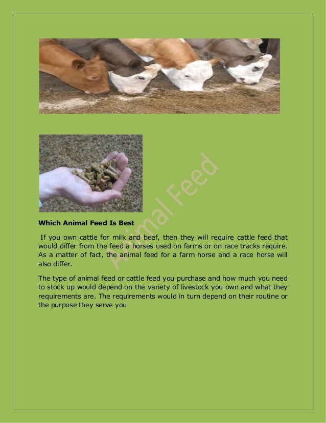Importance of animal feed for the health of your pet