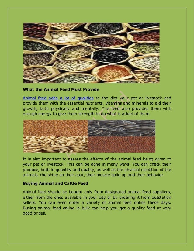 Importance of animal feed for the health of your pet