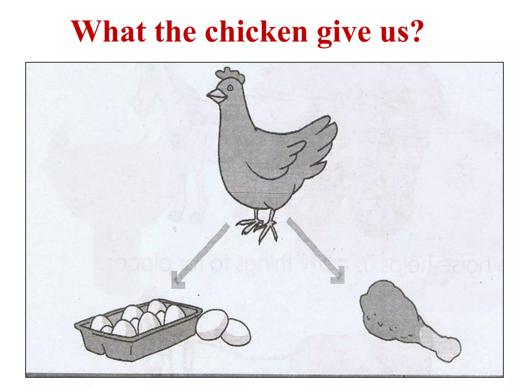 What the chicken give us?
 