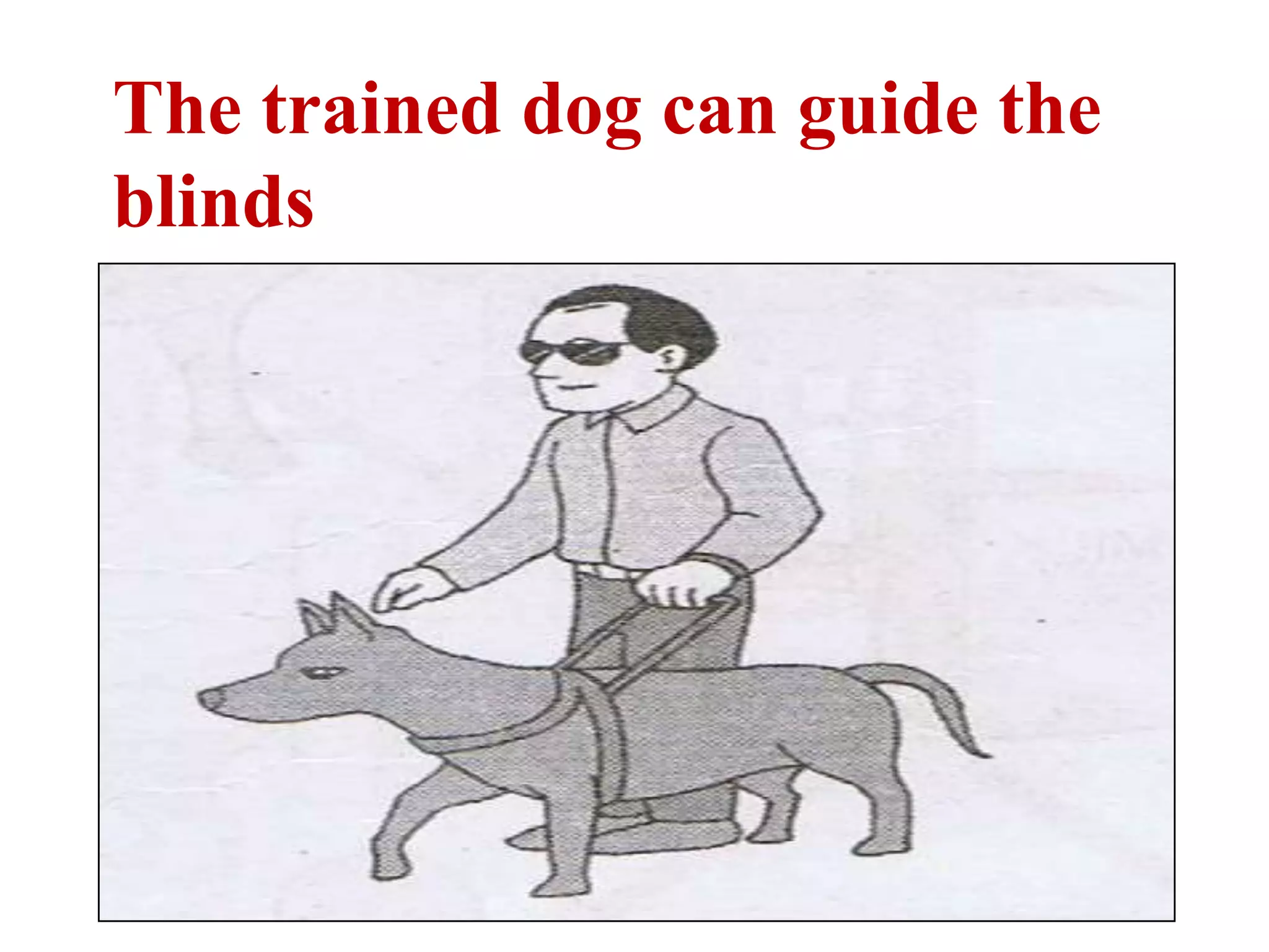 The trained dog can guide the
blinds
 