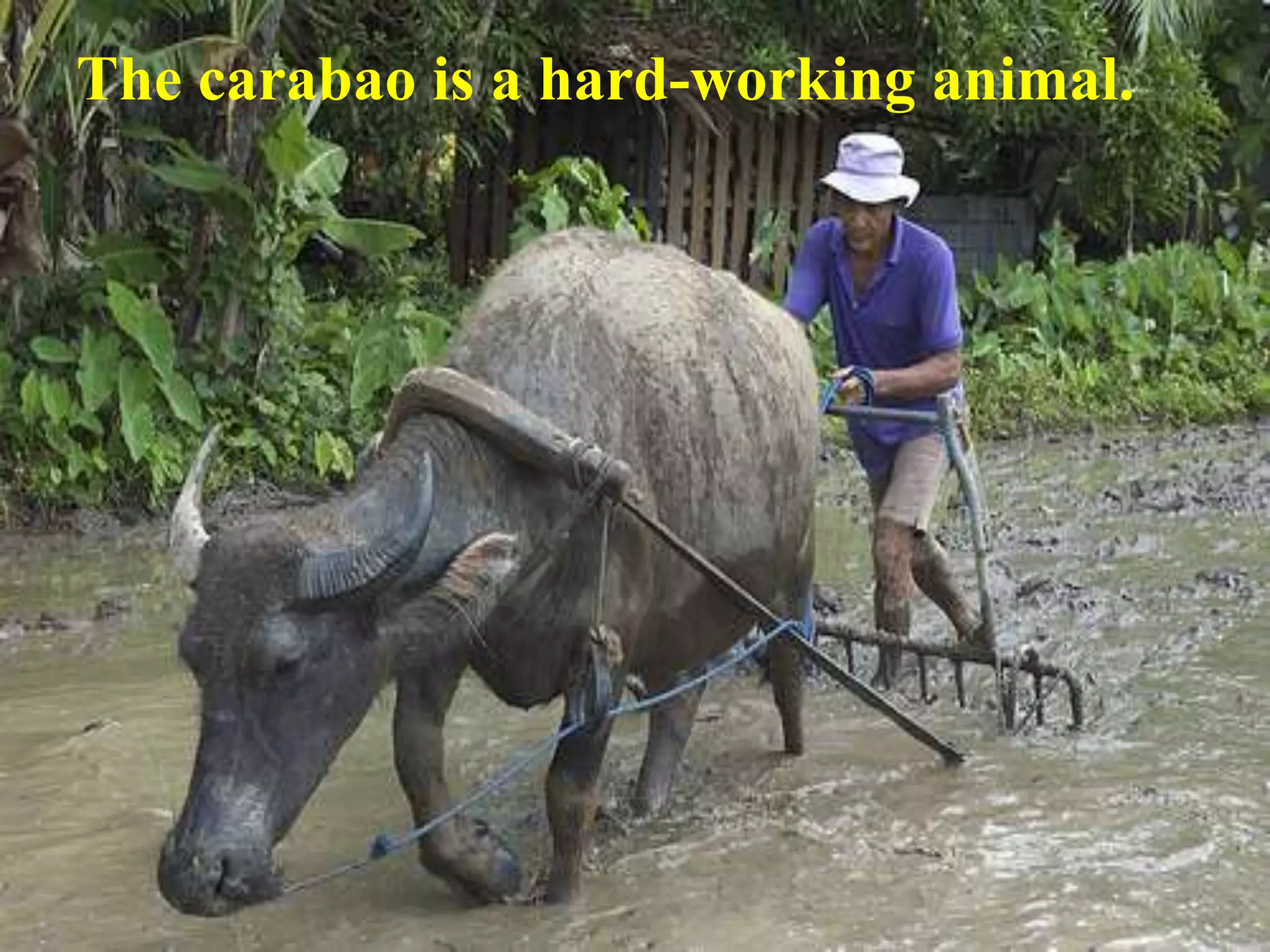 The carabao is a hard-working animal.
 