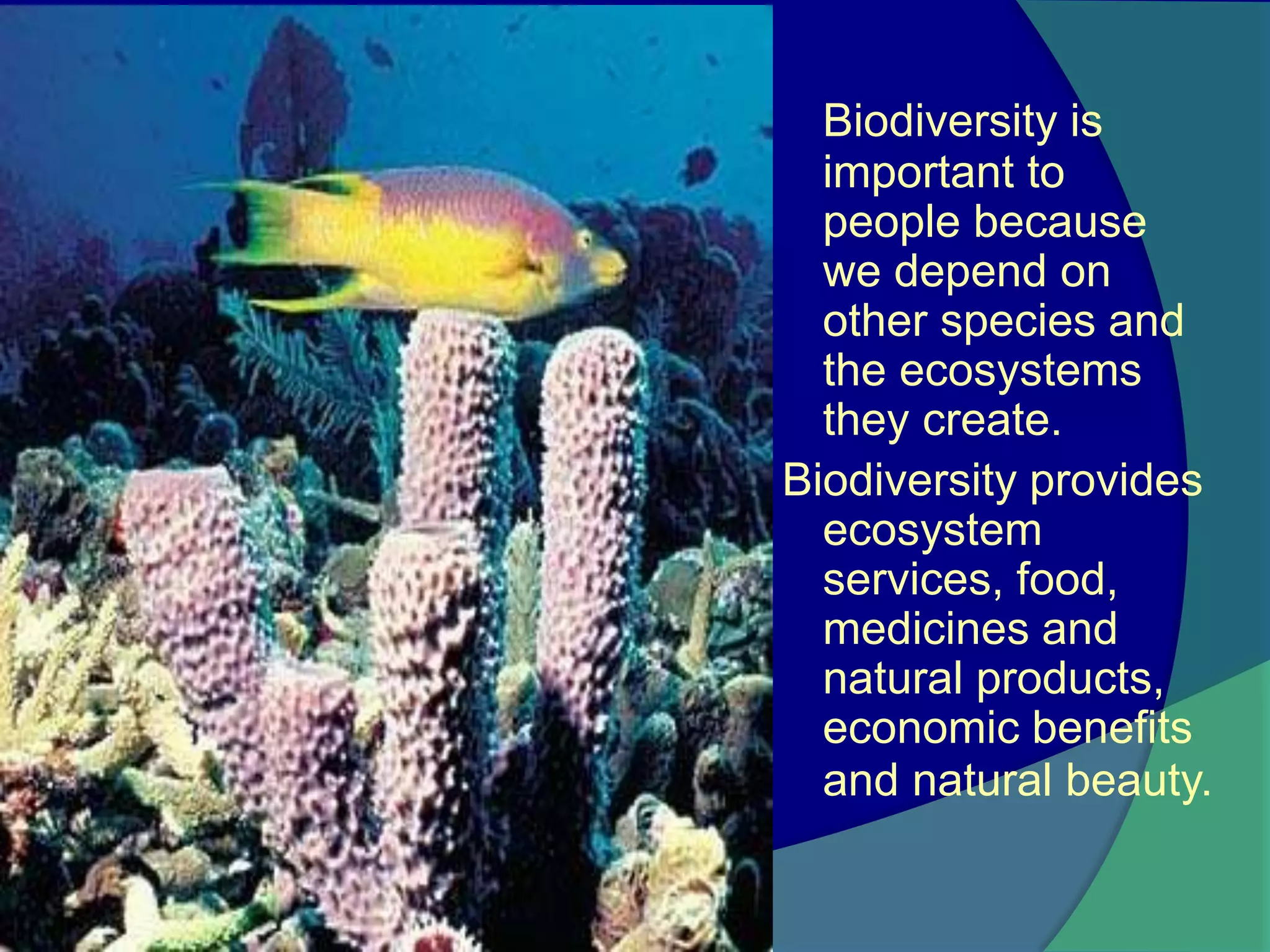 Importance of biodiversity | PPTX