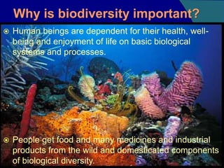 Importance of biodiversity | PPTX
