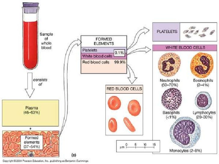 what is the composition of blood describe each component