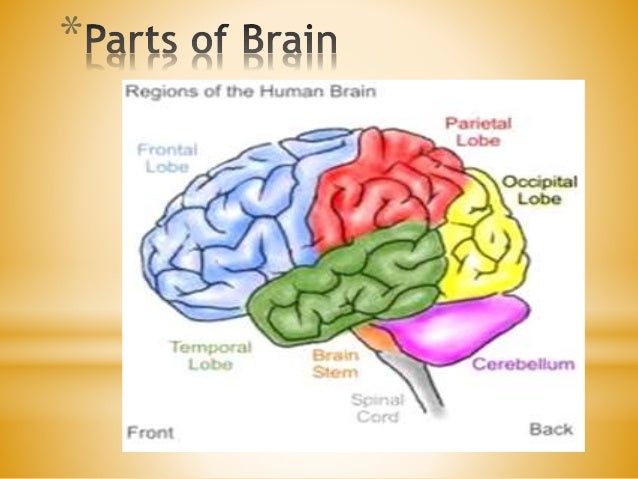 Importance of brain development for better tomorrow part 1
