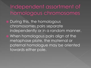  During this, the homologous 
chromosomes pairs separate 
independently or in a random manner. 
 When homologous pairs align at the 
metaphase plate, the maternal or 
paternal homologue may be oriented 
towards either pole. 
 
