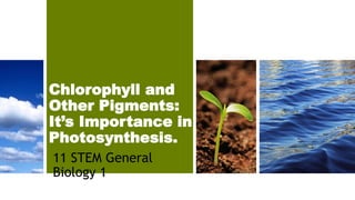 Chlorophyll and
Other Pigments:
It’s Importance in
Photosynthesis.
11 STEM General
Biology 1
 