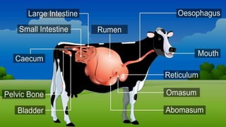 Importance of dietary fibers & ruminant digestion | PPTX