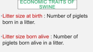 ECONOMIC TRAITS OF
SWINE
•Litter size at birth : Number of piglets
born in a litter.
•Litter size born alive : Number of
piglets born alive in a litter.
 