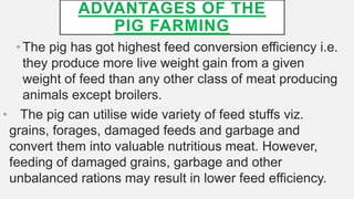 ADVANTAGES OF THE
PIG FARMING
•The pig has got highest feed conversion efficiency i.e.
they produce more live weight gain from a given
weight of feed than any other class of meat producing
animals except broilers.
• The pig can utilise wide variety of feed stuffs viz.
grains, forages, damaged feeds and garbage and
convert them into valuable nutritious meat. However,
feeding of damaged grains, garbage and other
unbalanced rations may result in lower feed efficiency.
 