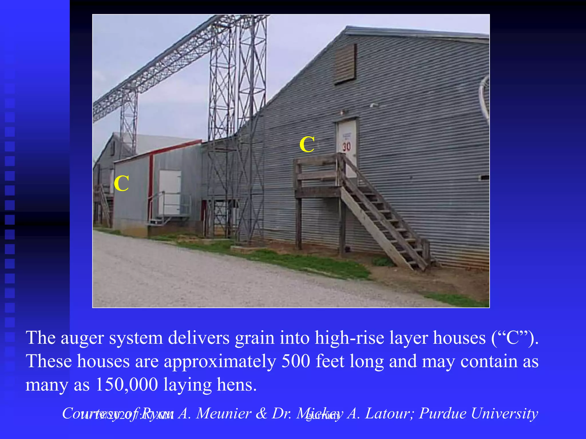 The auger system delivers grain into high-rise layer houses (“C”).
These houses are approximately 500 feet long and may contain as
many as 150,000 laying hens.
C
C
Courtesy of Ryan A. Meunier & Dr. Mickey A. Latour; Purdue University11/19/2020 7:17 AM gurram
 
