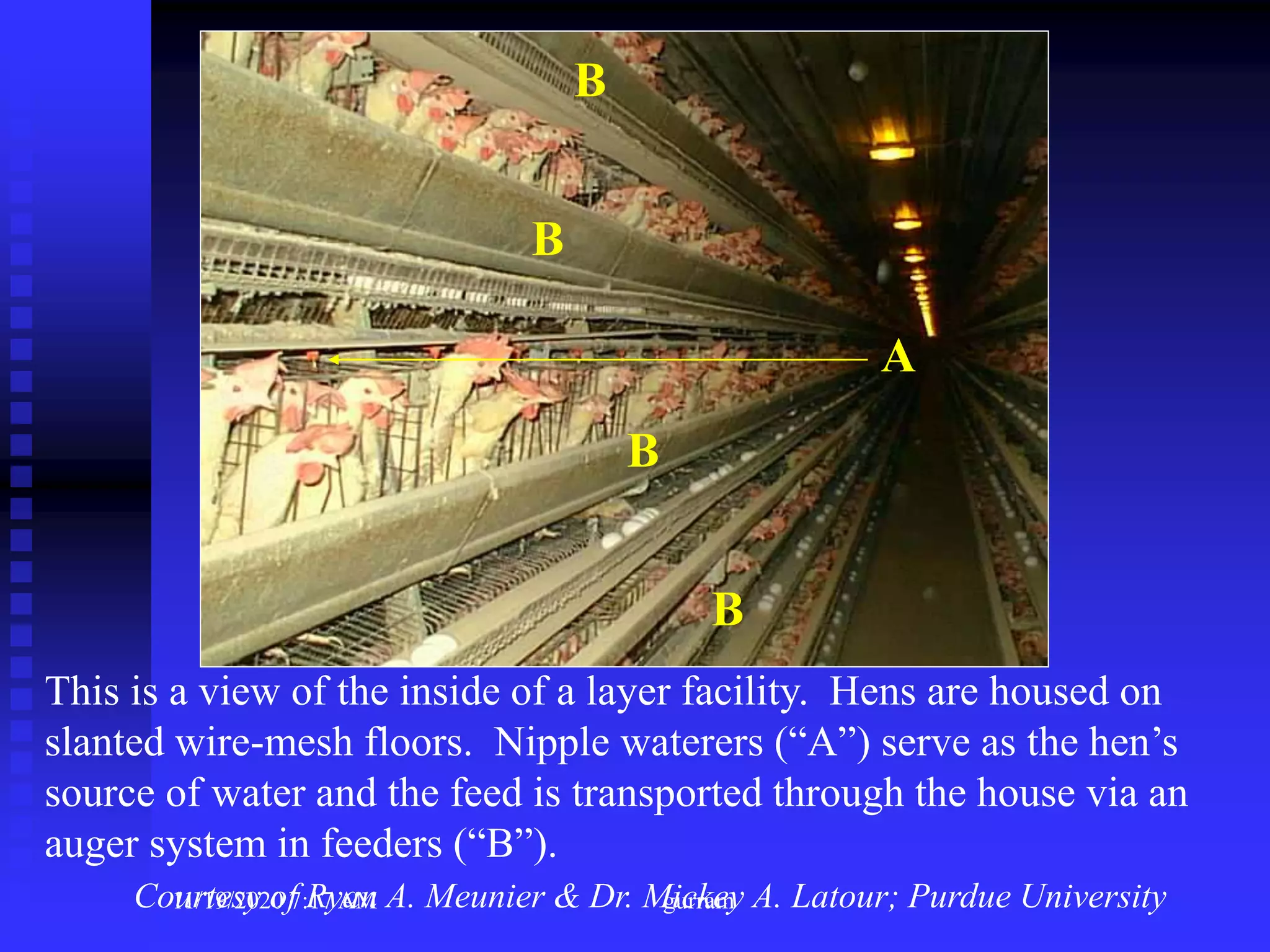 This is a view of the inside of a layer facility. Hens are housed on
slanted wire-mesh floors. Nipple waterers (“A”) serve as the hen’s
source of water and the feed is transported through the house via an
auger system in feeders (“B”).
B
B
B
A
B
Courtesy of Ryan A. Meunier & Dr. Mickey A. Latour; Purdue University11/19/2020 7:17 AM gurram
 