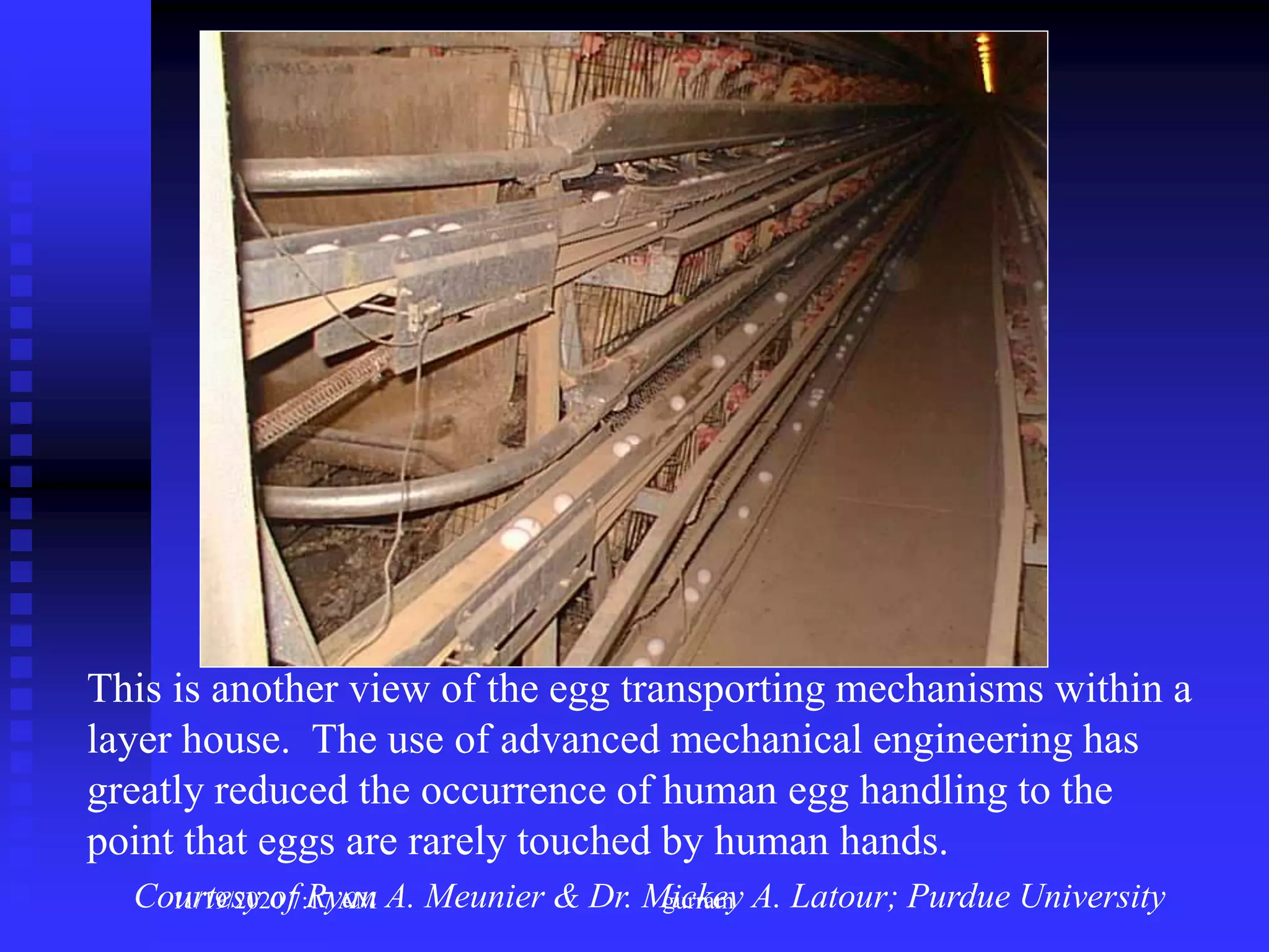 This is another view of the egg transporting mechanisms within a
layer house. The use of advanced mechanical engineering has
greatly reduced the occurrence of human egg handling to the
point that eggs are rarely touched by human hands.
Courtesy of Ryan A. Meunier & Dr. Mickey A. Latour; Purdue University11/19/2020 7:17 AM gurram
 