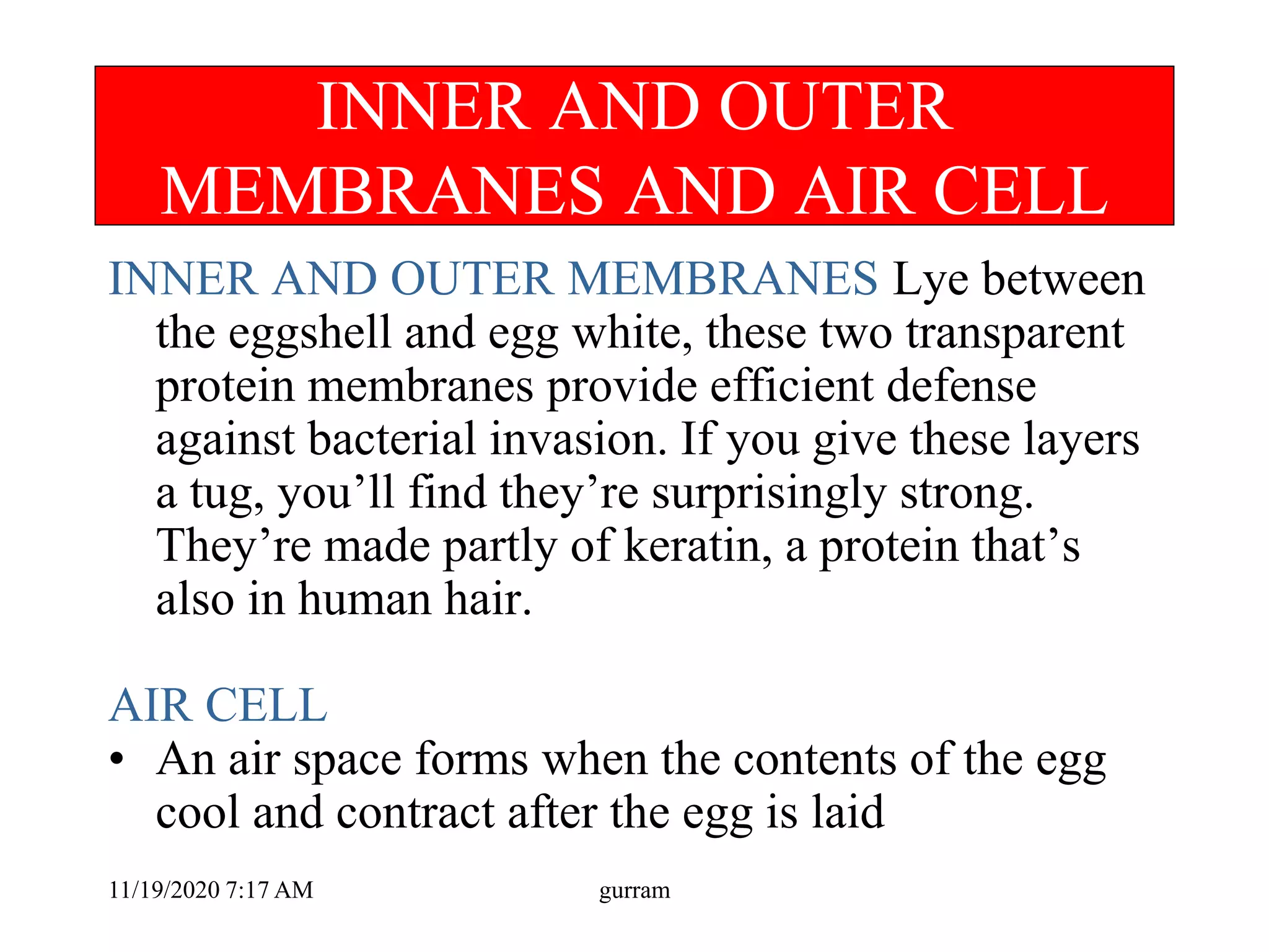 INNER AND OUTER
MEMBRANES AND AIR CELL
INNER AND OUTER MEMBRANES Lye between
the eggshell and egg white, these two transparent
protein membranes provide efficient defense
against bacterial invasion. If you give these layers
a tug, you’ll find they’re surprisingly strong.
They’re made partly of keratin, a protein that’s
also in human hair.
AIR CELL
• An air space forms when the contents of the egg
cool and contract after the egg is laid
11/19/2020 7:17 AM gurram
 