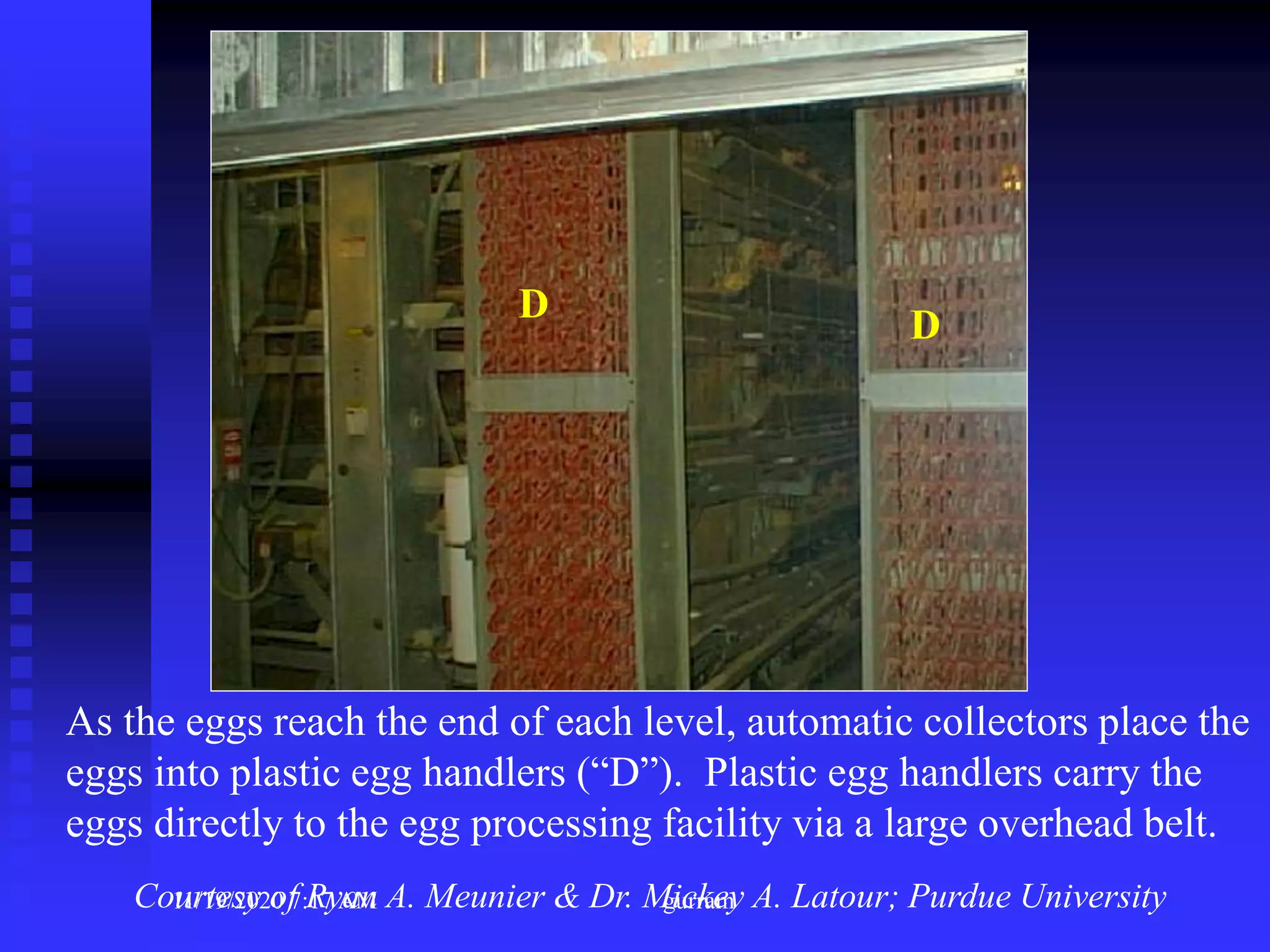 As the eggs reach the end of each level, automatic collectors place the
eggs into plastic egg handlers (“D”). Plastic egg handlers carry the
eggs directly to the egg processing facility via a large overhead belt.
DD
D
Courtesy of Ryan A. Meunier & Dr. Mickey A. Latour; Purdue University11/19/2020 7:17 AM gurram
 