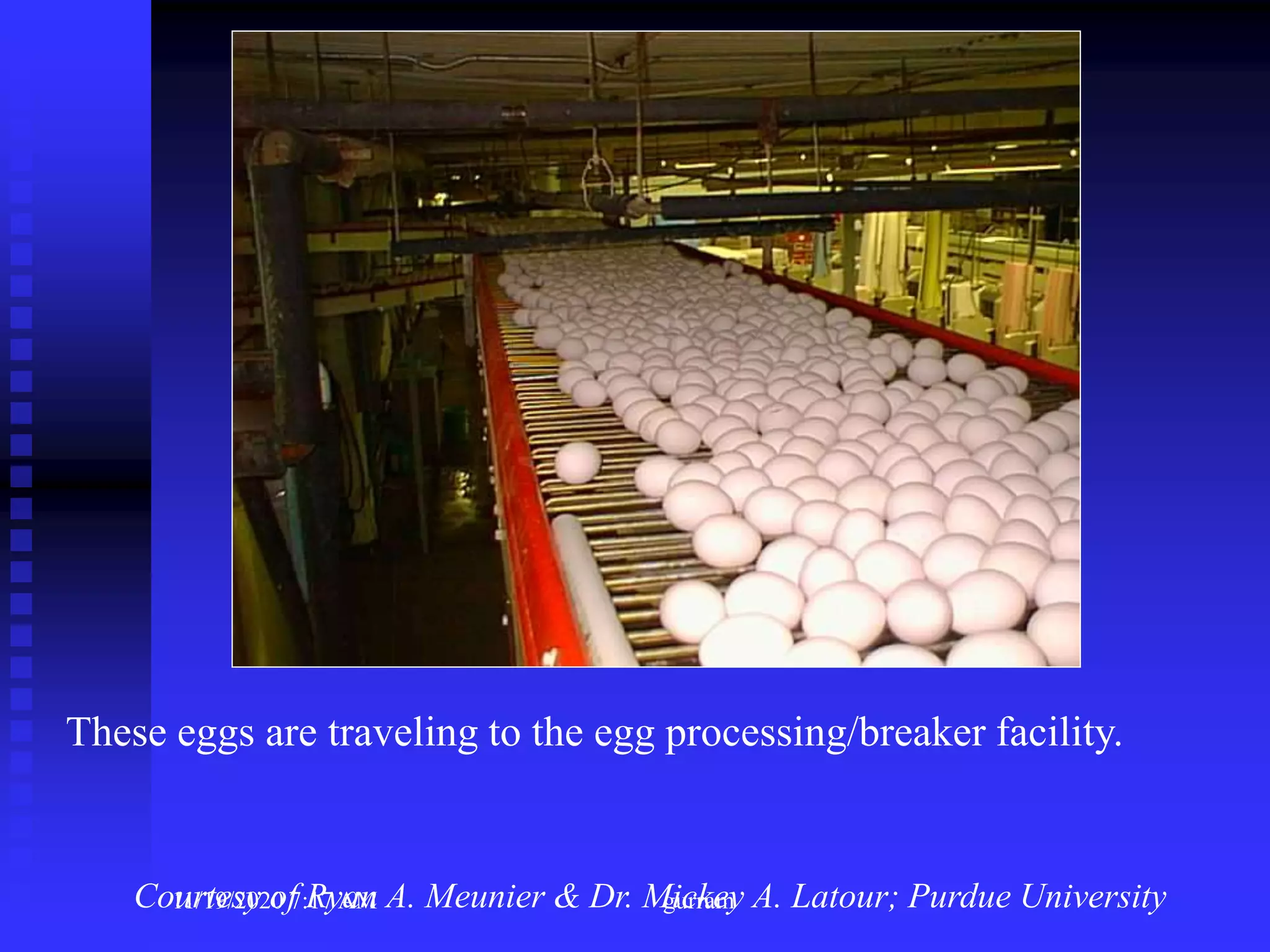 These eggs are traveling to the egg processing/breaker facility.
Courtesy of Ryan A. Meunier & Dr. Mickey A. Latour; Purdue University11/19/2020 7:17 AM gurram
 