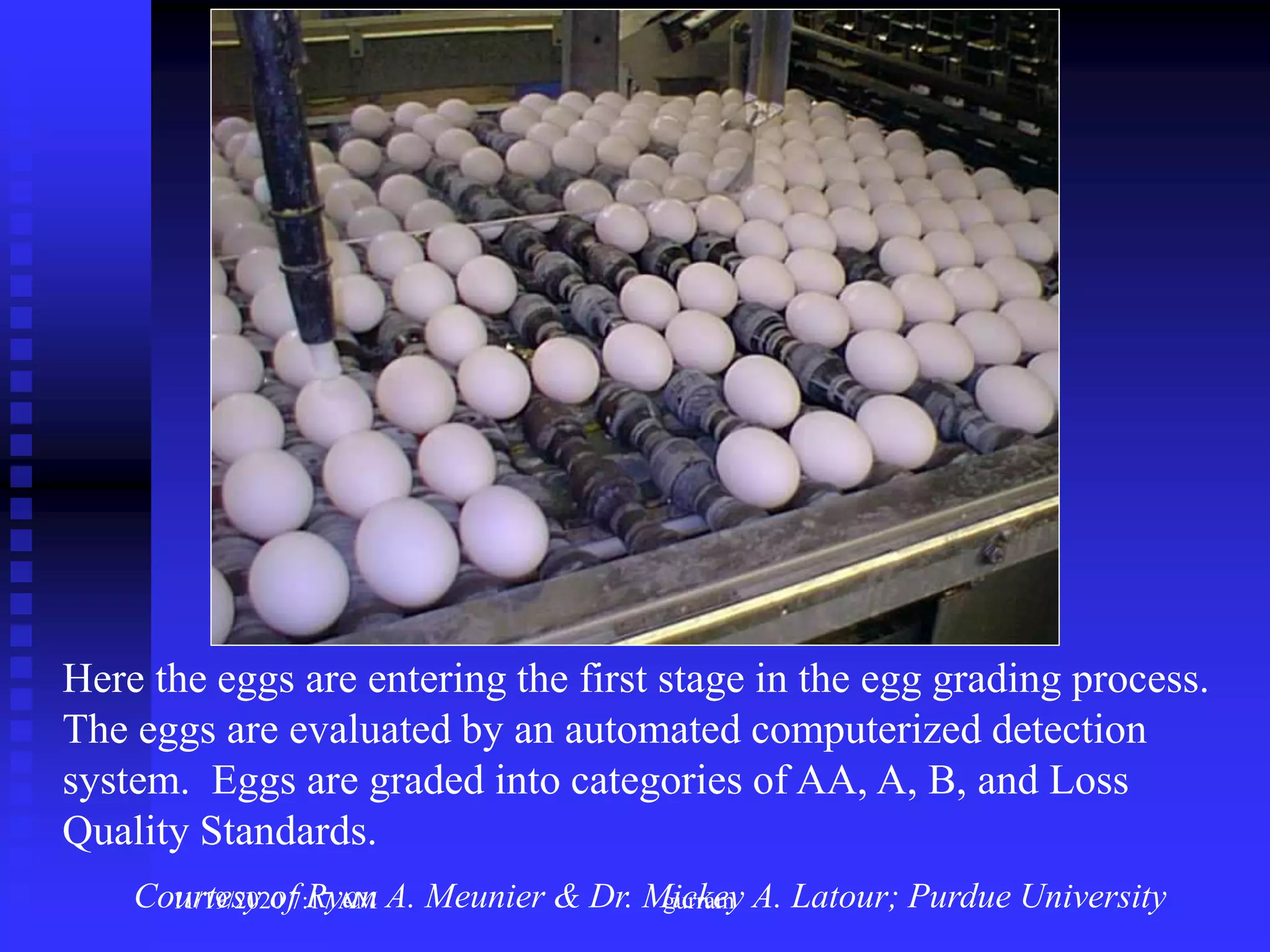 Here the eggs are entering the first stage in the egg grading process.
The eggs are evaluated by an automated computerized detection
system. Eggs are graded into categories of AA, A, B, and Loss
Quality Standards.
Courtesy of Ryan A. Meunier & Dr. Mickey A. Latour; Purdue University11/19/2020 7:17 AM gurram
 