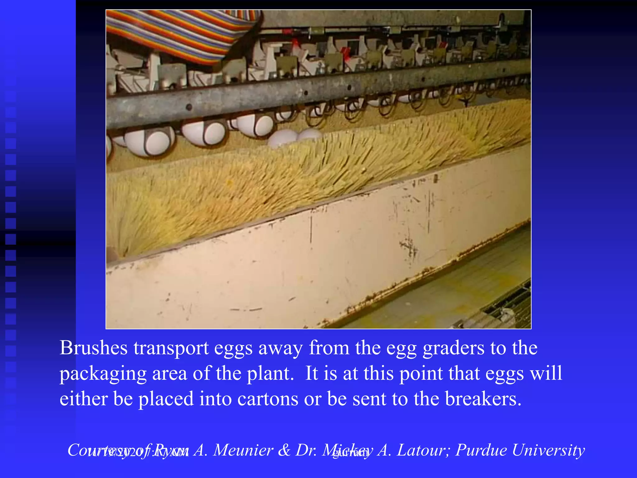 Brushes transport eggs away from the egg graders to the
packaging area of the plant. It is at this point that eggs will
either be placed into cartons or be sent to the breakers.
Courtesy of Ryan A. Meunier & Dr. Mickey A. Latour; Purdue University11/19/2020 7:17 AM gurram
 