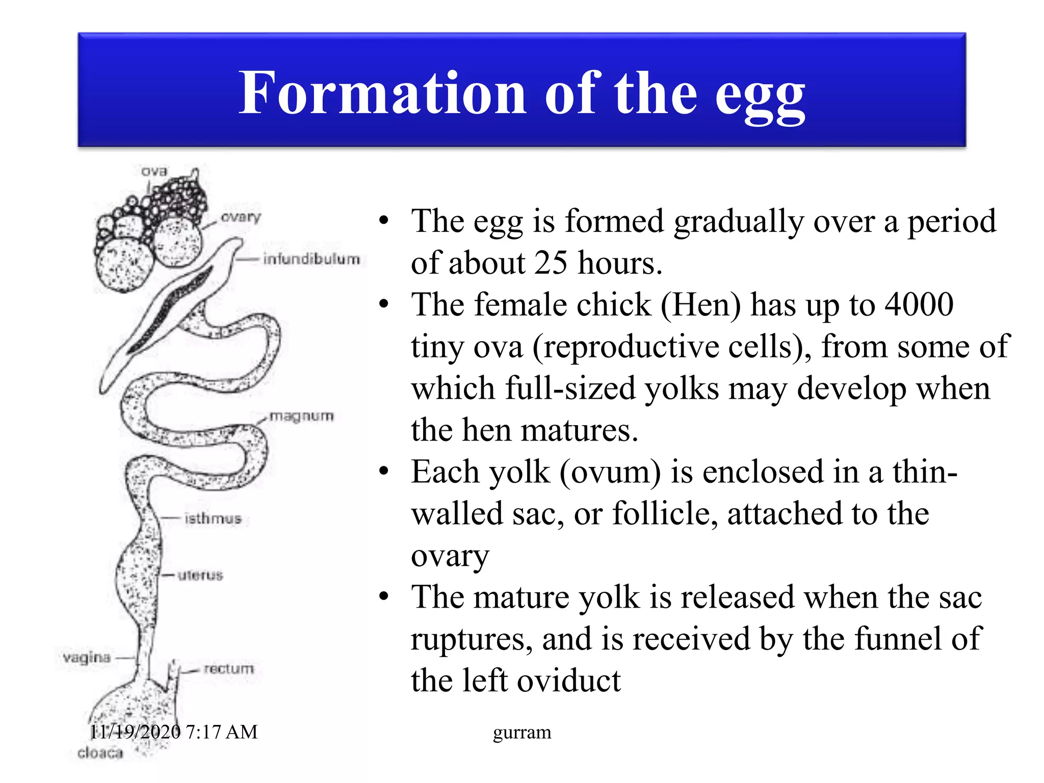 Formation of the egg
• The egg is formed gradually over a period
of about 25 hours.
• The female chick (Hen) has up to 4000
tiny ova (reproductive cells), from some of
which full-sized yolks may develop when
the hen matures.
• Each yolk (ovum) is enclosed in a thin-
walled sac, or follicle, attached to the
ovary
• The mature yolk is released when the sac
ruptures, and is received by the funnel of
the left oviduct
11/19/2020 7:17 AM gurram
 