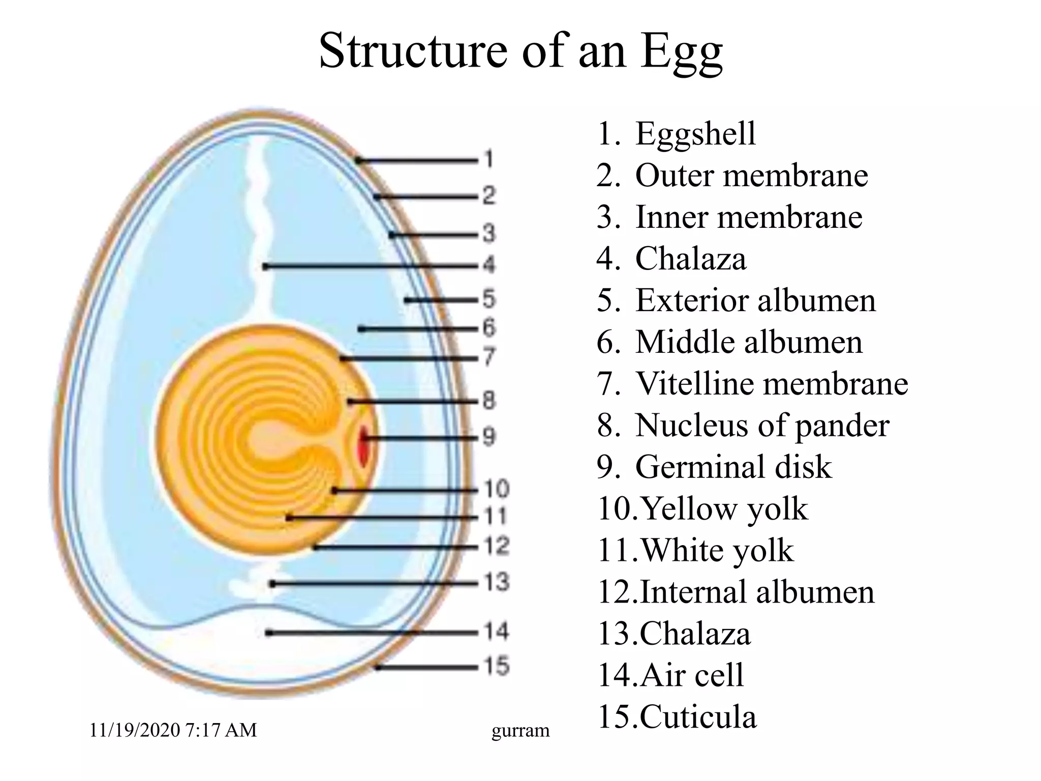 Structure of an Egg
1. Eggshell
2. Outer membrane
3. Inner membrane
4. Chalaza
5. Exterior albumen
6. Middle albumen
7. Vitelline membrane
8. Nucleus of pander
9. Germinal disk
10.Yellow yolk
11.White yolk
12.Internal albumen
13.Chalaza
14.Air cell
15.Cuticula11/19/2020 7:17 AM gurram
 