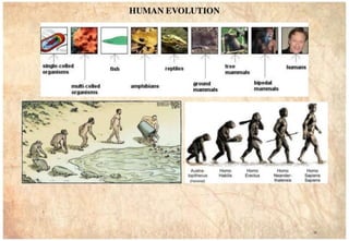 Importance of evolution of human settlements | PDF
