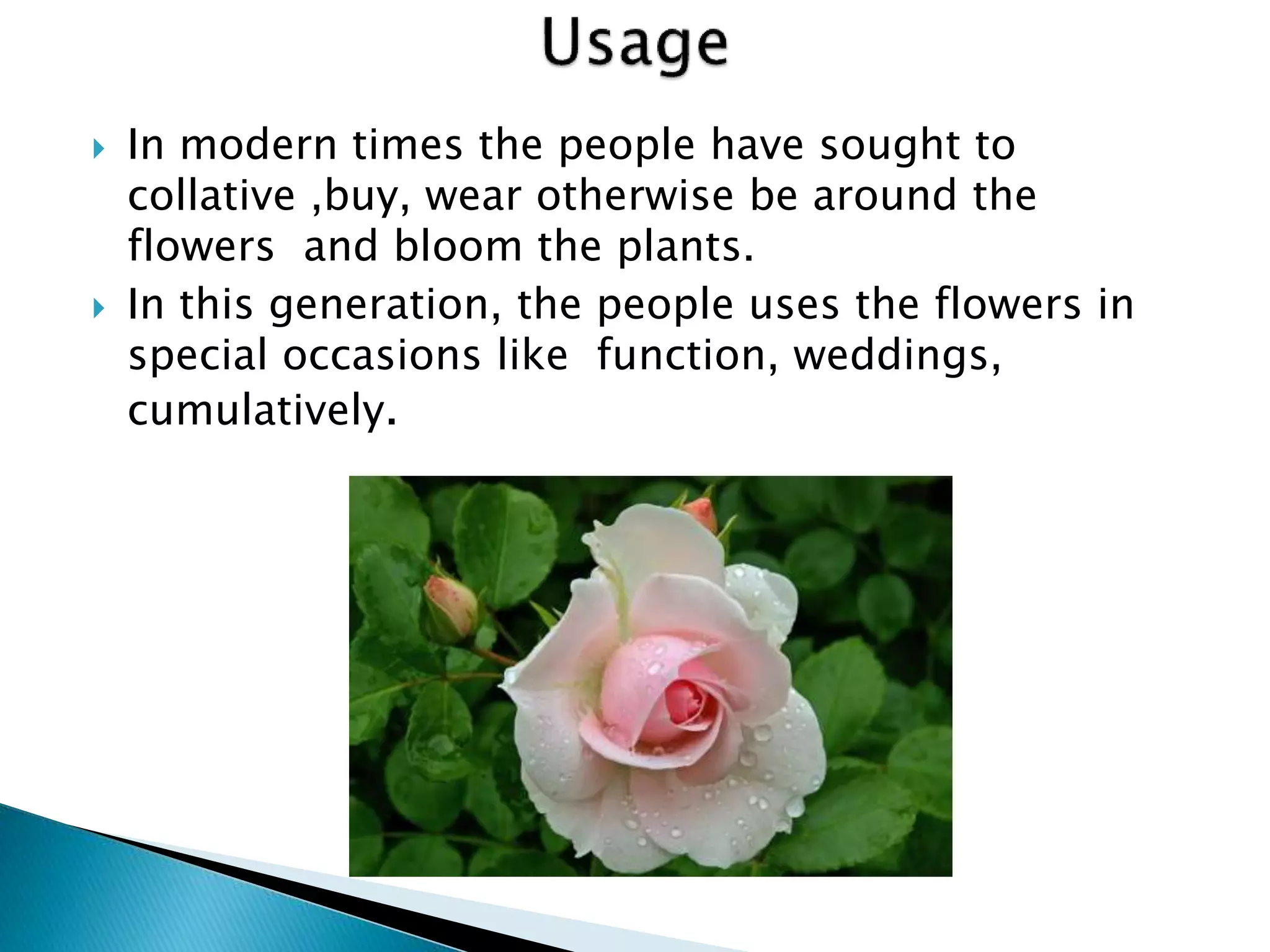 Importance of Flowers – Speaking Roses | PPTX
