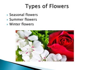 Importance of Flowers – Speaking Roses | PPTX