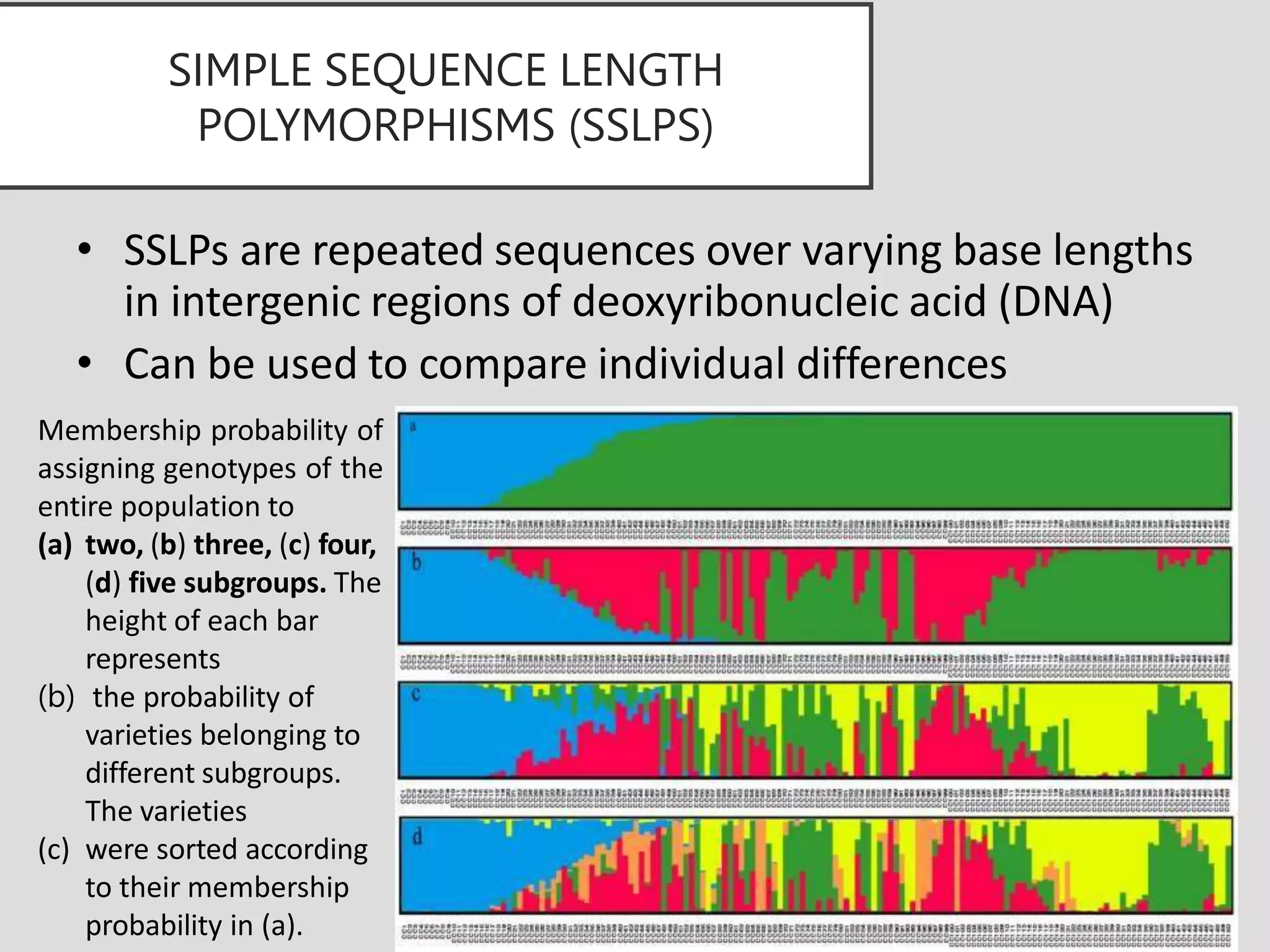 SIMPLE SEQUENCE LENGTH
POLYMORPHISMS (SSLPS)
• SSLPs are repeated sequences over varying base lengths
in intergenic regions of deoxyribonucleic acid (DNA)
• Can be used to compare individual differences
Membership probability of
assigning genotypes of the
entire population to
(a) two, (b) three, (c) four,
(d) five subgroups. The
height of each bar
represents
(b) the probability of
varieties belonging to
different subgroups.
The varieties
(c) were sorted according
to their membership
probability in (a).
 