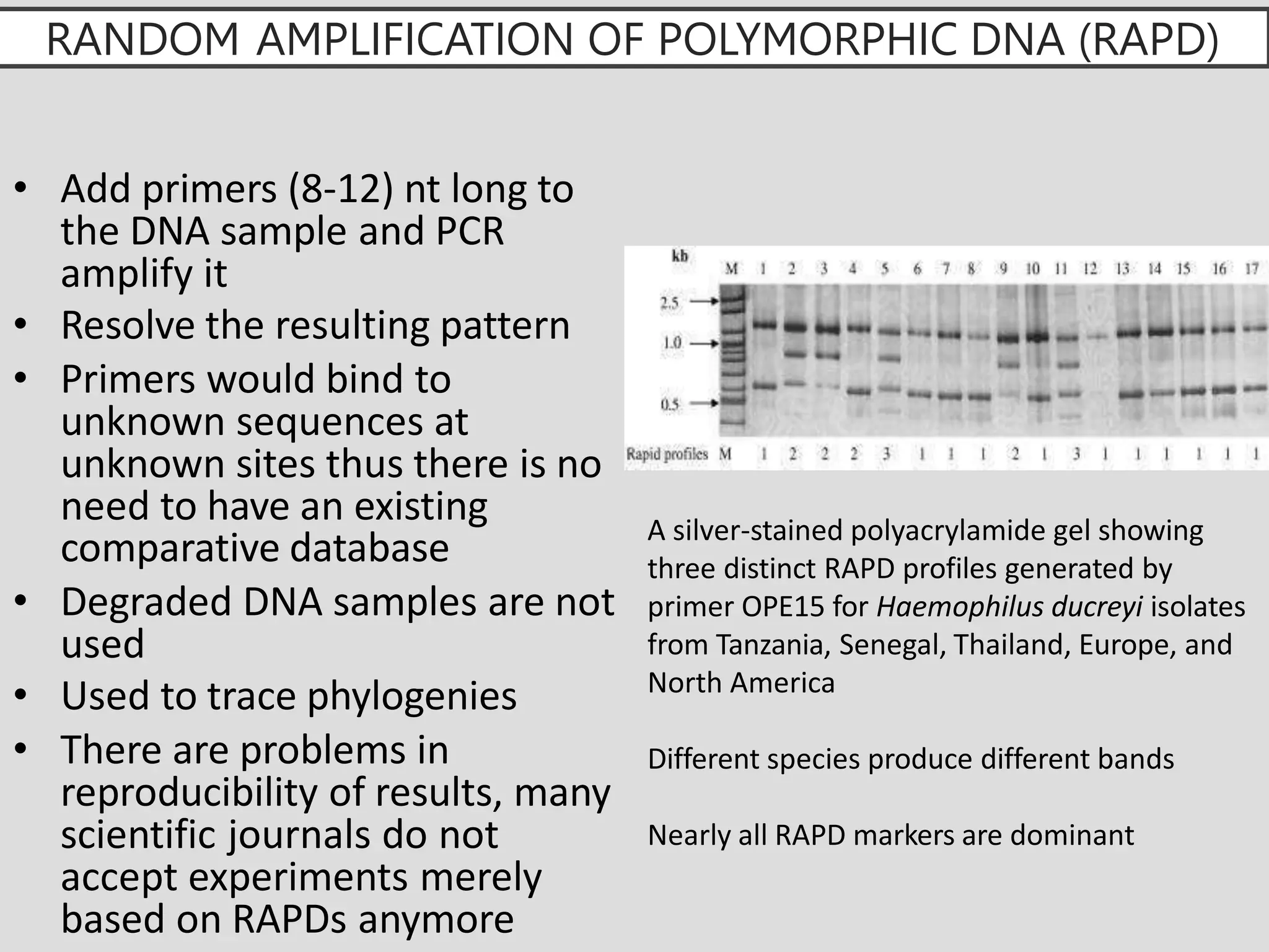 RANDOM AMPLIFICATION OF POLYMORPHIC DNA (RAPD)
• Add primers (8-12) nt long to
the DNA sample and PCR
amplify it
• Resolve the resulting pattern
• Primers would bind to
unknown sequences at
unknown sites thus there is no
need to have an existing
comparative database
• Degraded DNA samples are not
used
• Used to trace phylogenies
• There are problems in
reproducibility of results, many
scientific journals do not
accept experiments merely
based on RAPDs anymore
A silver-stained polyacrylamide gel showing
three distinct RAPD profiles generated by
primer OPE15 for Haemophilus ducreyi isolates
from Tanzania, Senegal, Thailand, Europe, and
North America
Different species produce different bands
Nearly all RAPD markers are dominant
 
