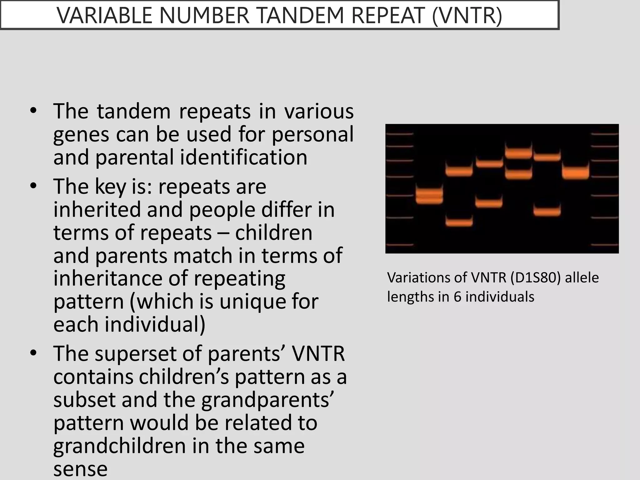 VARIABLE NUMBER TANDEM REPEAT (VNTR)
• The tandem repeats in various
genes can be used for personal
and parental identification
• The key is: repeats are
inherited and people differ in
terms of repeats – children
and parents match in terms of
inheritance of repeating
pattern (which is unique for
each individual)
• The superset of parents’ VNTR
contains children’s pattern as a
subset and the grandparents’
pattern would be related to
grandchildren in the same
sense
Variations of VNTR (D1S80) allele
lengths in 6 individuals
 