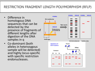Importance of Genetic Markers in Forensics | PPTX