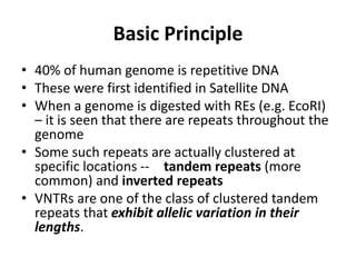 Basic Principle
• 40% of human genome is repetitive DNA
• These were first identified in Satellite DNA
• When a genome is digested with REs (e.g. EcoRI)
– it is seen that there are repeats throughout the
genome
• Some such repeats are actually clustered at
specific locations -- tandem repeats (more
common) and inverted repeats
• VNTRs are one of the class of clustered tandem
repeats that exhibit allelic variation in their
lengths.
 