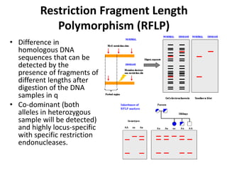Restriction Fragment Length
Polymorphism (RFLP)
• Difference in
homologous DNA
sequences that can be
detected by the
presence of fragments of
different lengths after
digestion of the DNA
samples in q
• Co-dominant (both
alleles in heterozygous
sample will be detected)
and highly locus-specific
with specific restriction
endonucleases.
 
