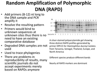 Random Amplification of Polymorphic
DNA (RAPD)
• Add primers (8-12) nt long to
the DNA sample and PCR
amplify it
• Resolve the resulting pattern
• Primers would bind to
unknown sequences at
unknown sites thus there is no
need to have an existing
comparative database
• Degraded DNA samples are not
used
• Used to trace phylogenies
• There are problems in
reproducibility of results, many
scientific journals do not
accept experiments merely
based on RAPDs anymore
A silver-stained polyacrylamide gel showing
three distinct RAPD profiles generated by
primer OPE15 for Haemophilus ducreyi isolates
from Tanzania, Senegal, Thailand, Europe, and
North America
Different species produce different bands
Nearly all RAPD markers are dominant
 