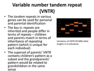 Variable number tandem repeat
(VNTR)
• The tandem repeats in various
genes can be used for personal
and parental identification
• The key is: repeats are
inherited and people differ in
terms of repeats – children
and parents match in terms of
inheritance of repeating
pattern (which is unique for
each individual)
• The superset of parents’ VNTR
contains children’s pattern as a
subset and the grandparents’
pattern would be related to
grandchildren in the same
sense
Variations of VNTR (D1S80) allele
lengths in 6 individuals
 