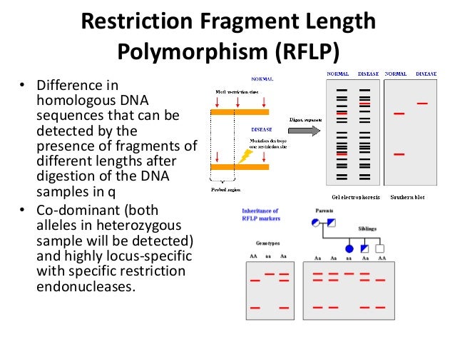 restriction fragment length polymorphism