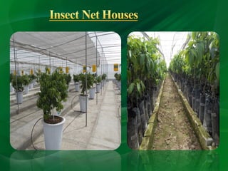 Importance of horticulture in india | PPT