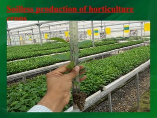 Importance of horticulture in india | PPT
