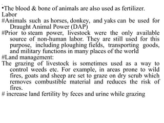 Importance of Livestock and Animal Husbandry.ppt