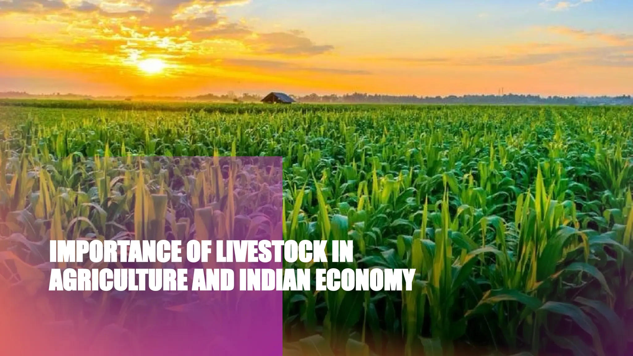 IMPORTANCE OF LIVESTOCK IN AGRICULTURE AND INDIAN ECONOMY Ashish 11th A ...