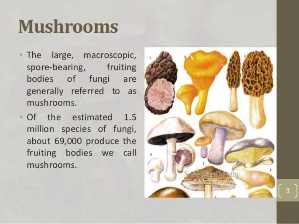 Importance of mushroom cultivation A Presentation By Mr Allah Dad k…