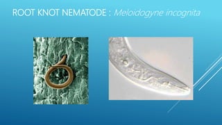 Importance of nematodes in horticultural crops and root knot nematode ...