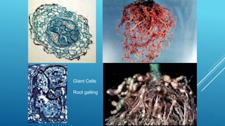 Importance of nematodes in horticultural crops and root knot nematode ...
