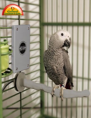 Importance of
Nutritional Supplement
for Pet Birds
 