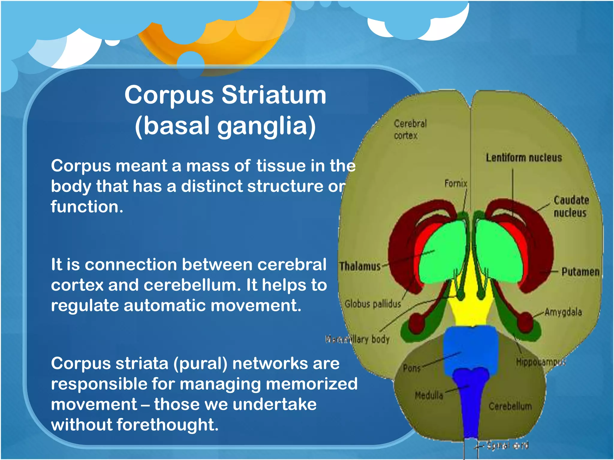 Corpus Striatum
(basal ganglia)
Corpus meant a mass of tissue in the
body that has a distinct structure or
function.
It is connection between cerebral
cortex and cerebellum. It helps to
regulate automatic movement.
Corpus striata (pural) networks are
responsible for managing memorized
movement – those we undertake
without forethought.
 
