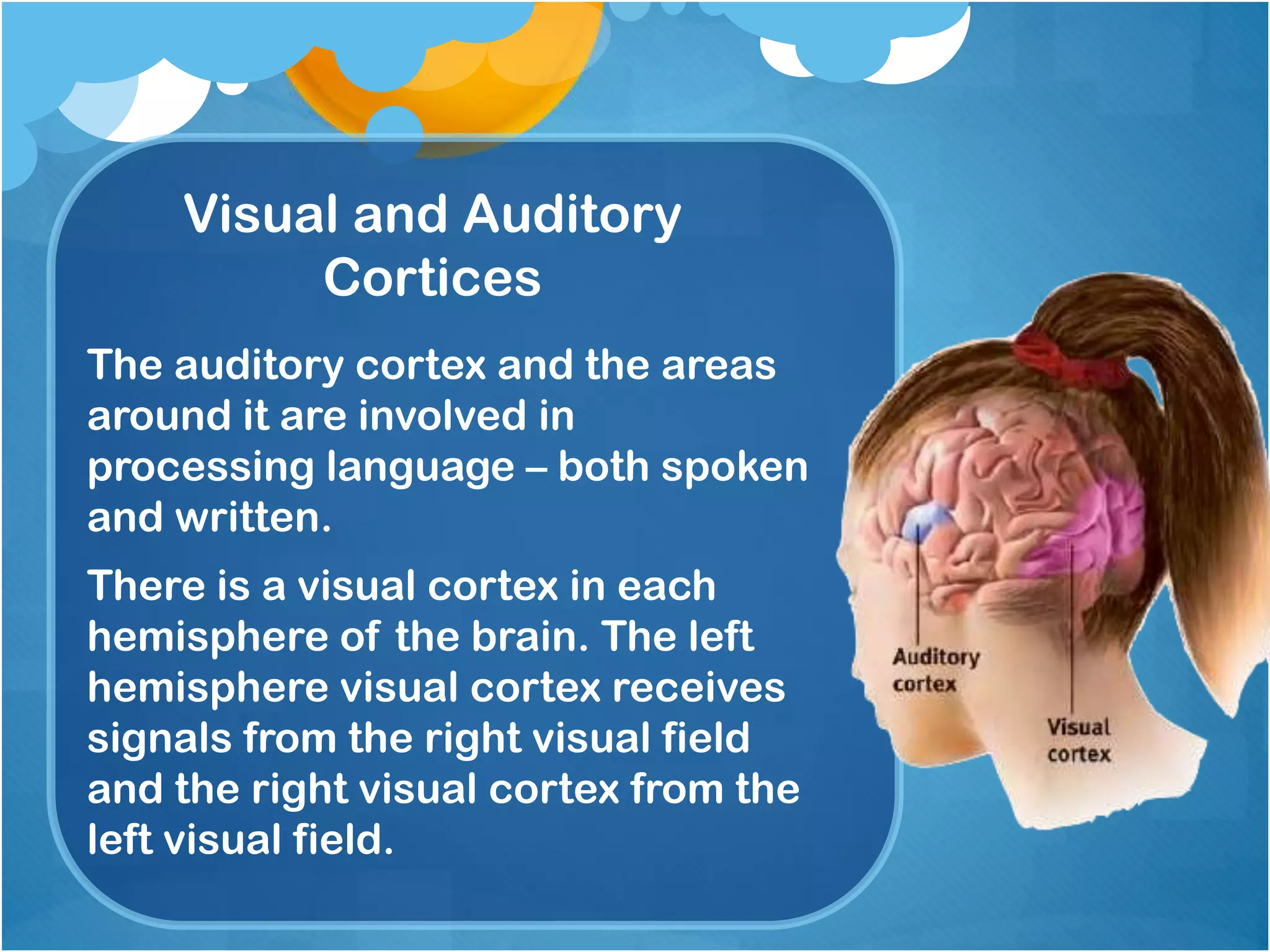 Visual and Auditory
Cortices
The auditory cortex and the areas
around it are involved in
processing language – both spoken
and written.
There is a visual cortex in each
hemisphere of the brain. The left
hemisphere visual cortex receives
signals from the right visual field
and the right visual cortex from the
left visual field.
 