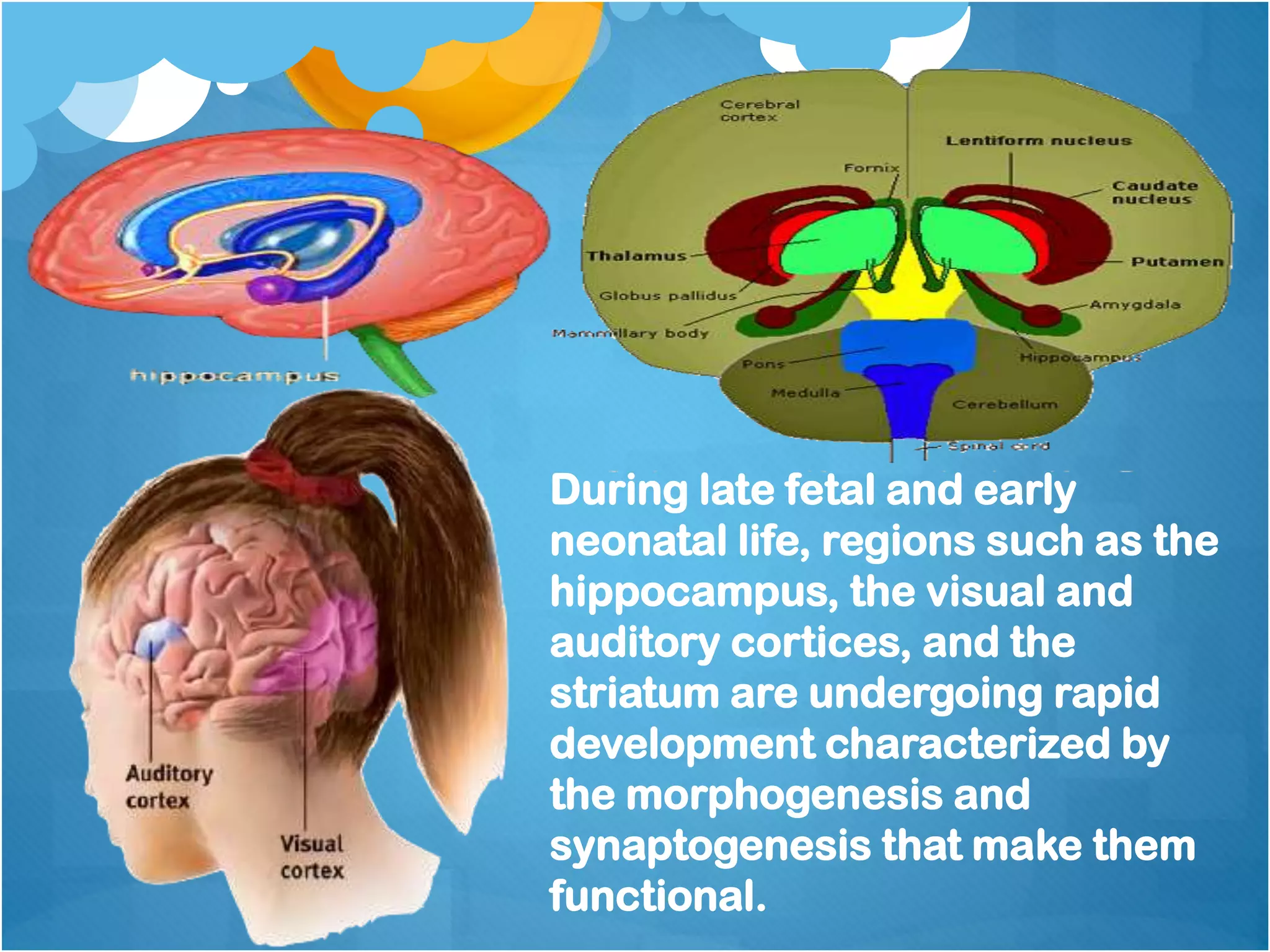 During late fetal and early
neonatal life, regions such as the
hippocampus, the visual and
auditory cortices, and the
striatum are undergoing rapid
development characterized by
the morphogenesis and
synaptogenesis that make them
functional.
 