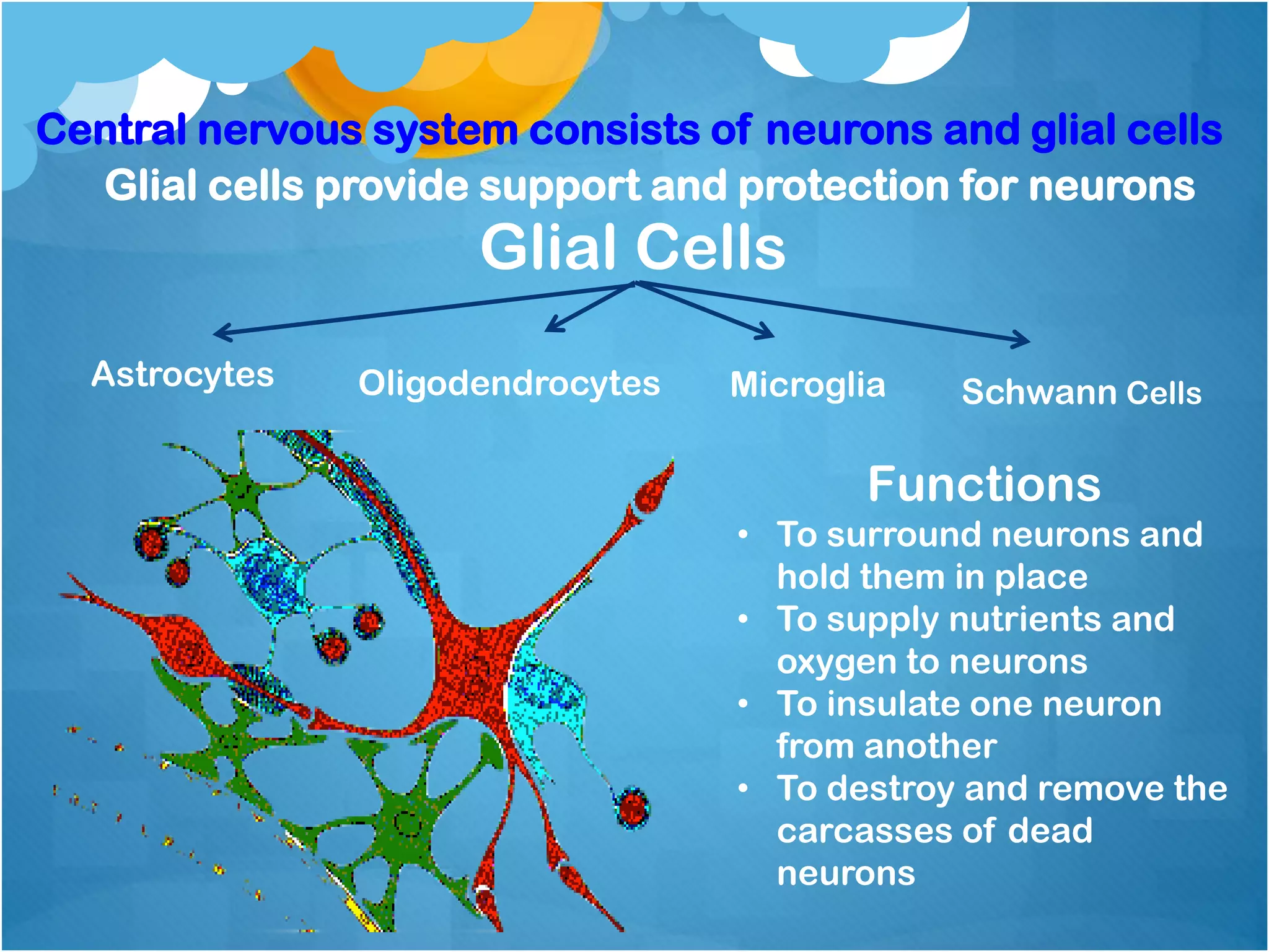 Glial Cells
Functions
• To surround neurons and
hold them in place
• To supply nutrients and
oxygen to neurons
• To insulate one neuron
from another
• To destroy and remove the
carcasses of dead
neurons
Astrocytes Oligodendrocytes Microglia Schwann Cells
Glial cells provide support and protection for neurons
Central nervous system consists of neurons and glial cells
 